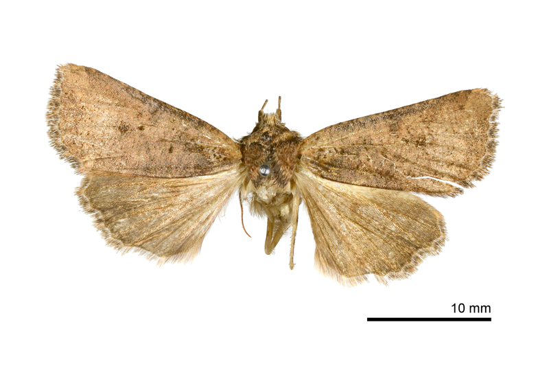Rhynchaglaea taiwana Male